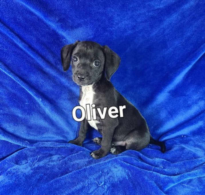 Photo of Oliver(5lbs)