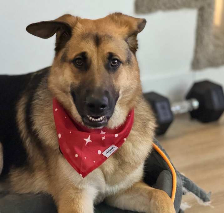 Photo of Dasher