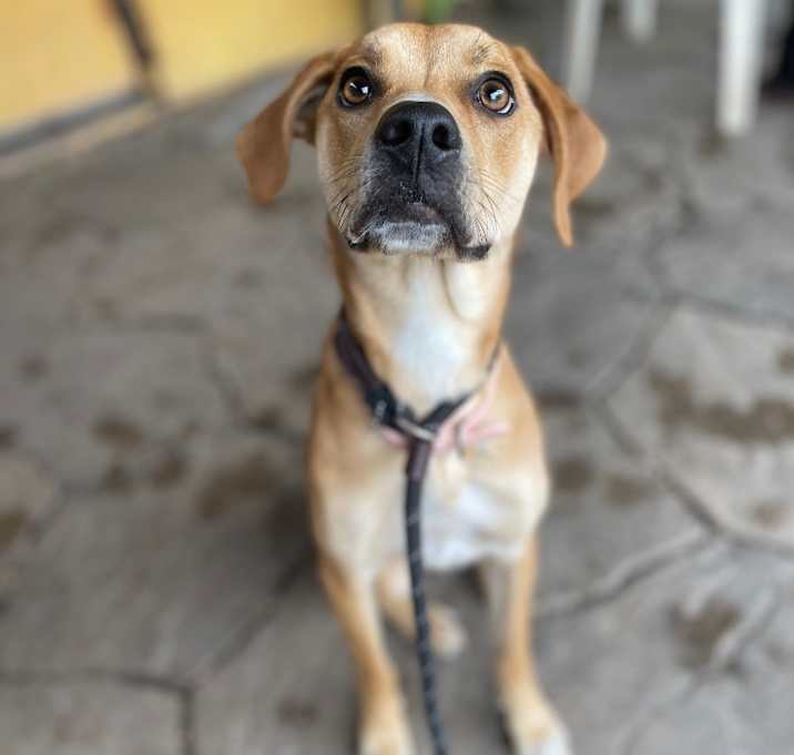 Photo of Daisy