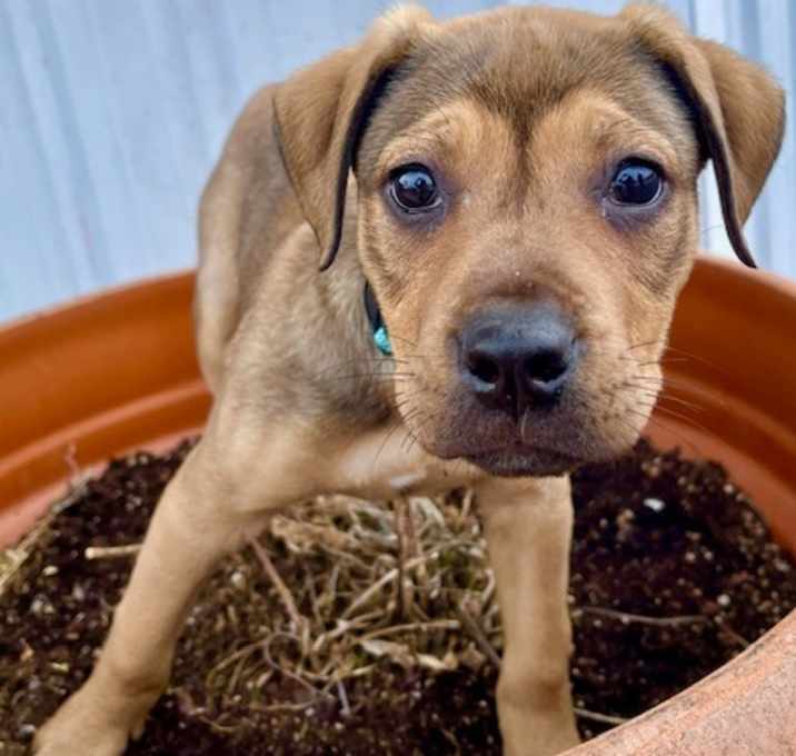 Photo of Apple FC Lori N