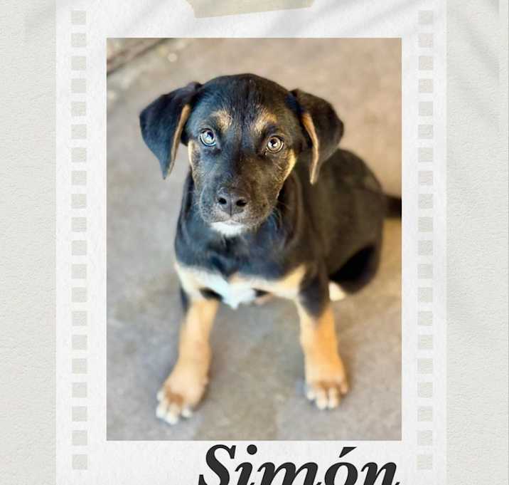 Photo of Simon