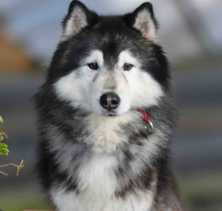 Photo of Bronco