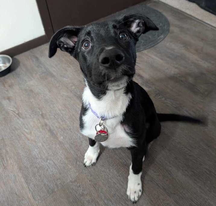 Photo of Peach