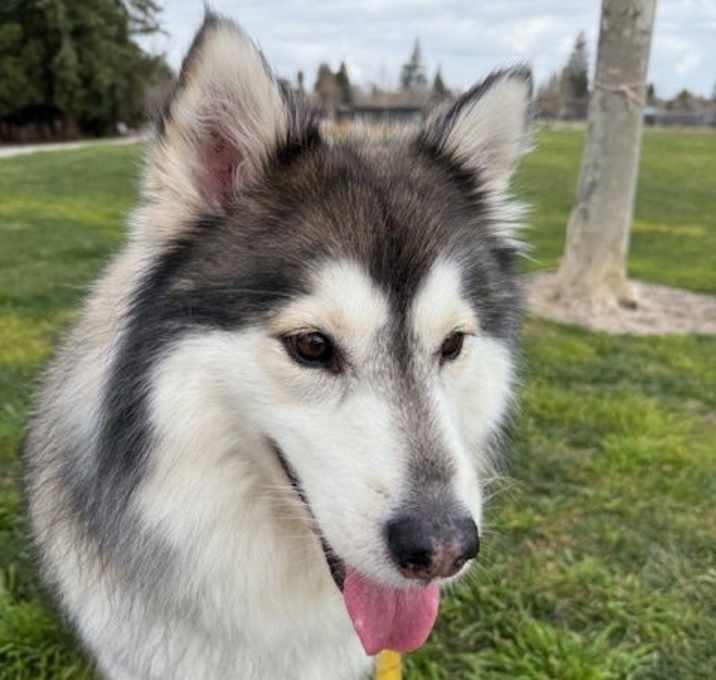 Photo of Callie