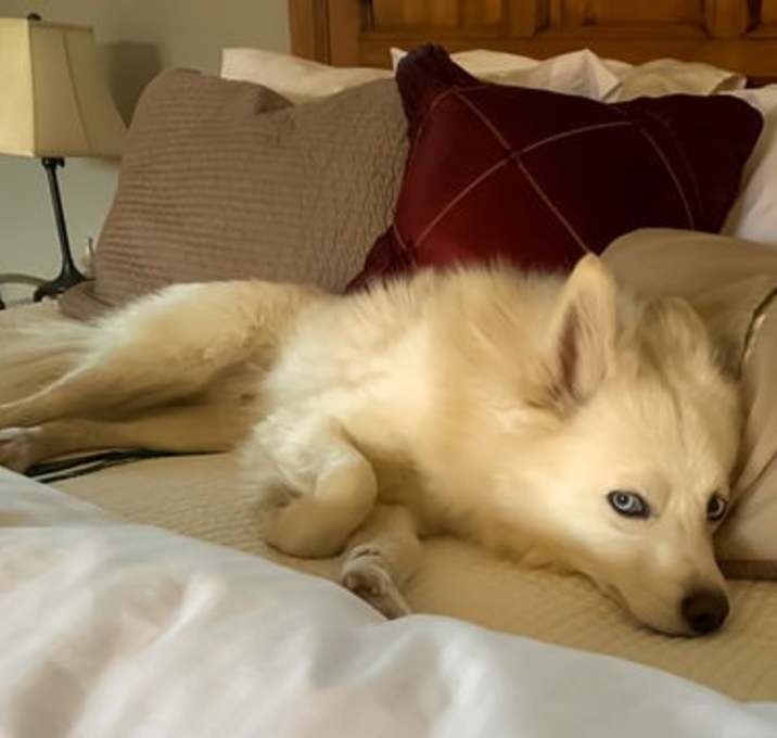 Photo of Blaze