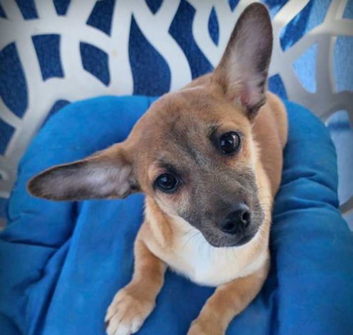 Photo of Shorty