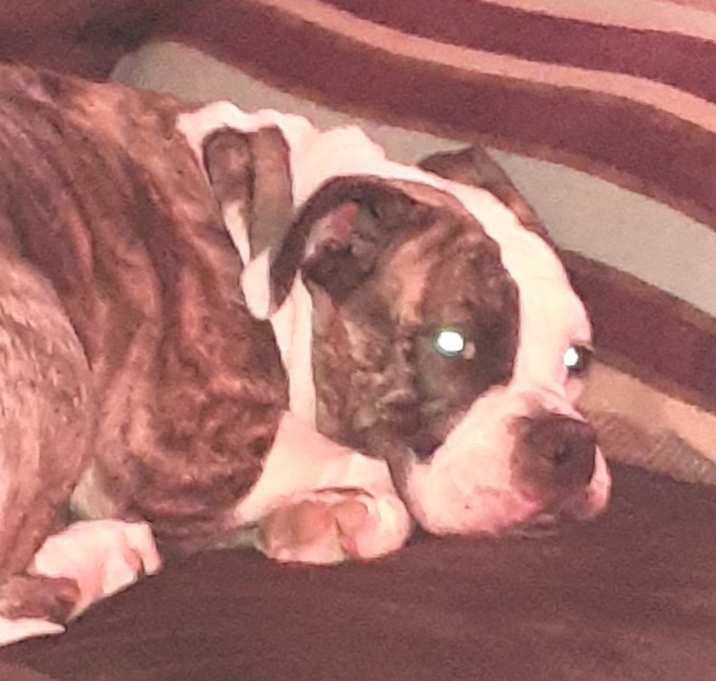 Photo of Roxy