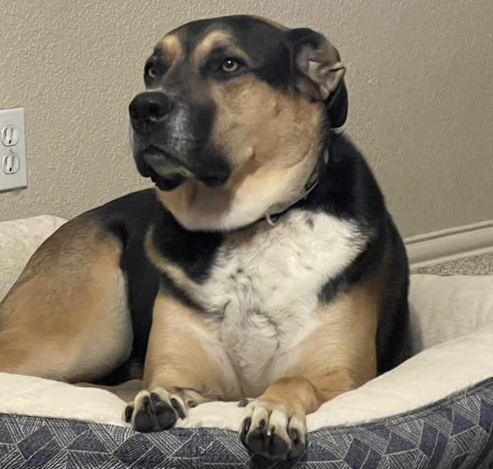 Photo of Archie
