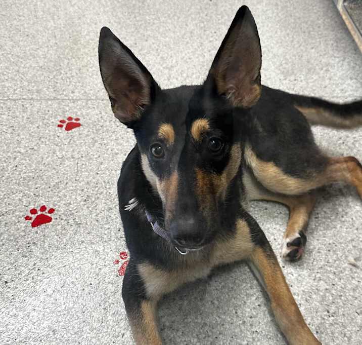 Photo of Ruby