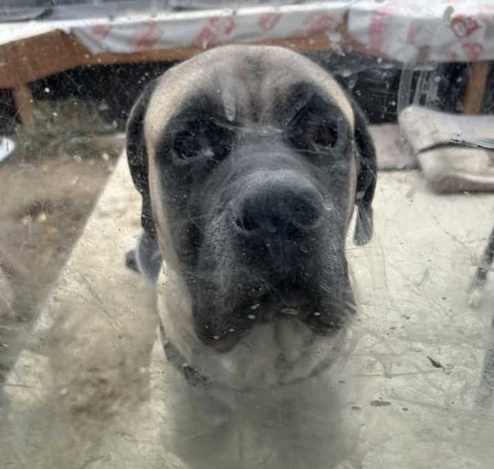 Photo of Rambo
