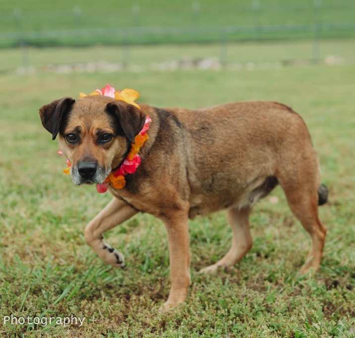 Photo of Girlie Pop - Adoptable Awaiting S/N