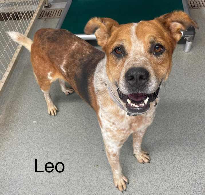 Photo of Leo