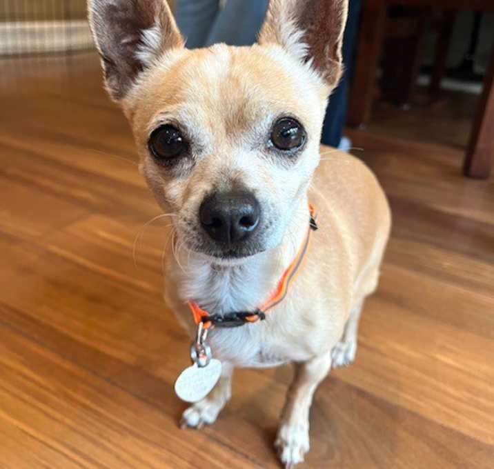 Photo of Lola