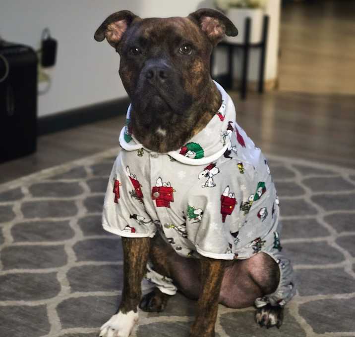 Photo of Bruno
