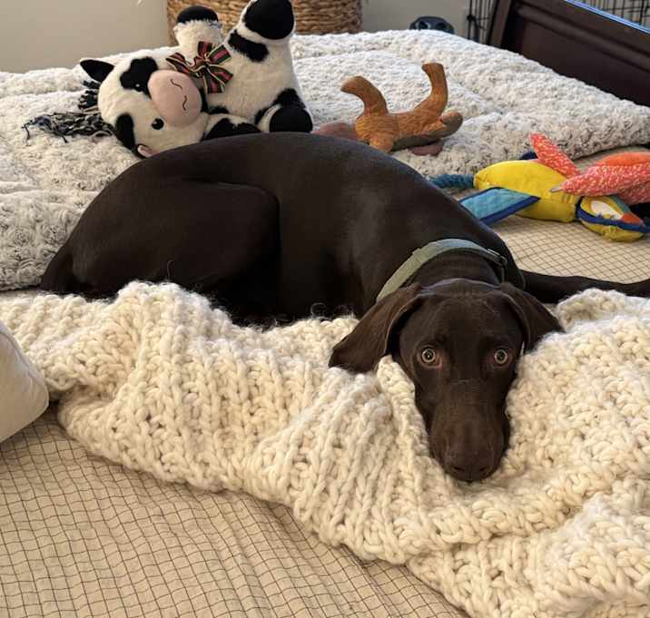 Photo of Baloo