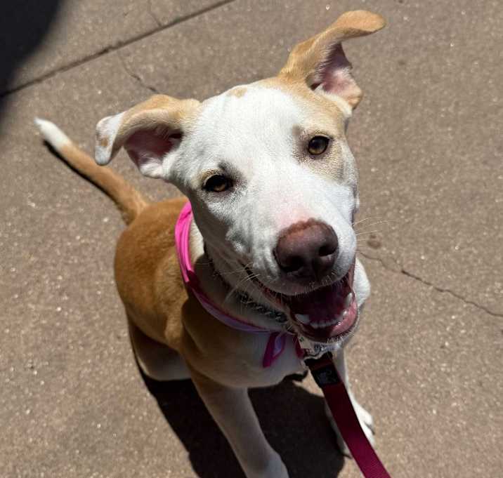 Photo of Clover