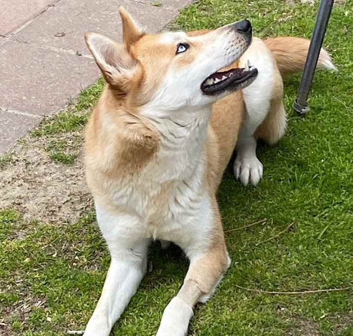 Photo of Blossom