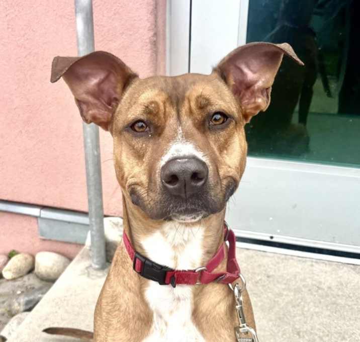 Photo of Pepper