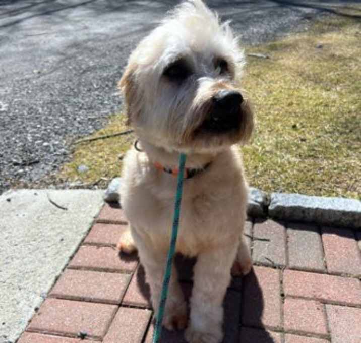 Photo of Winston