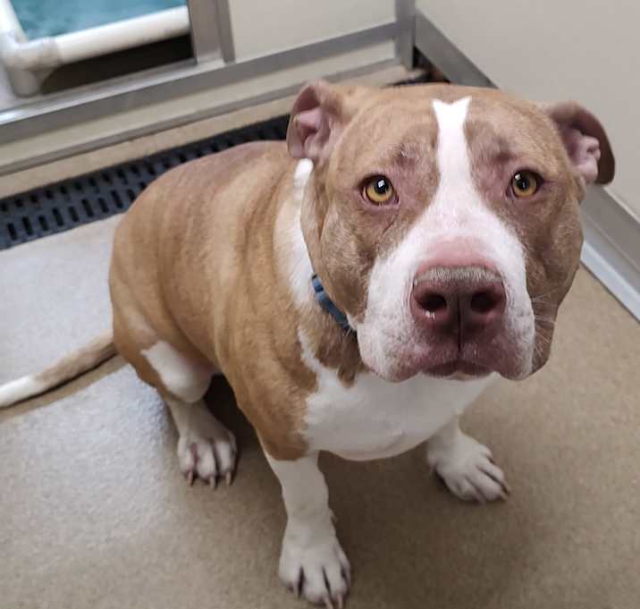Photo of Stella
