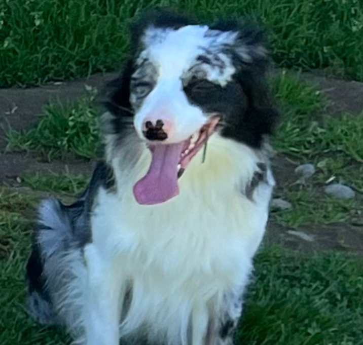 Photo of Lily