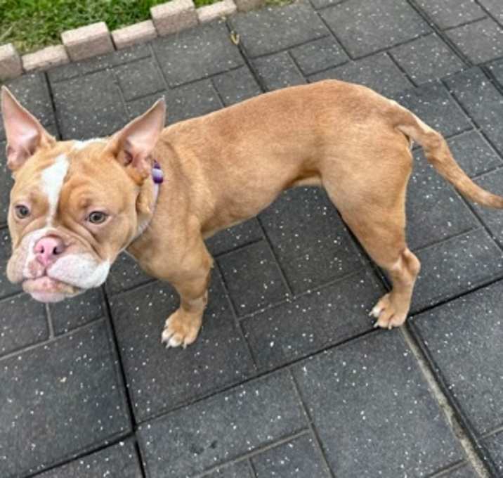 Photo of Honey