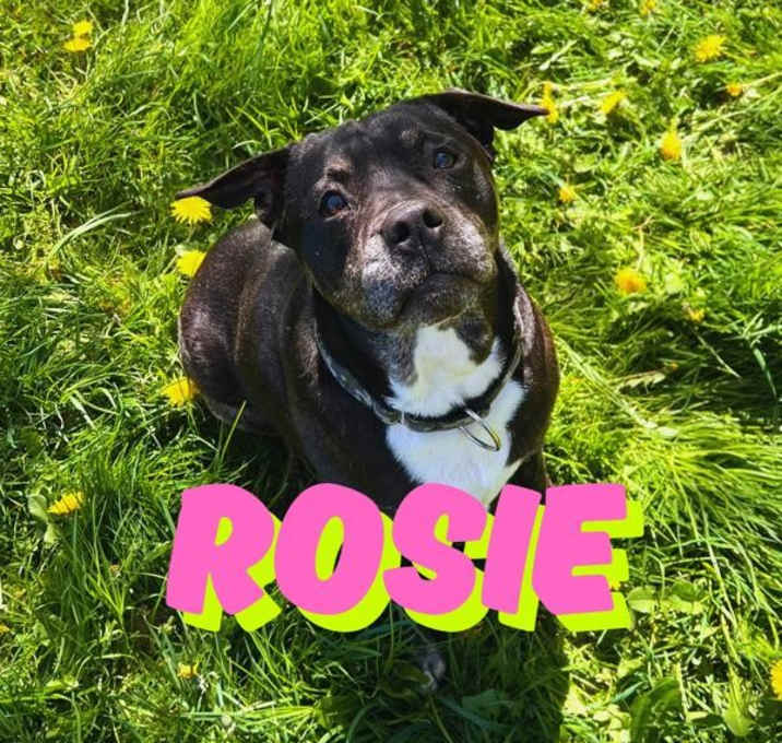 Photo of Rosie