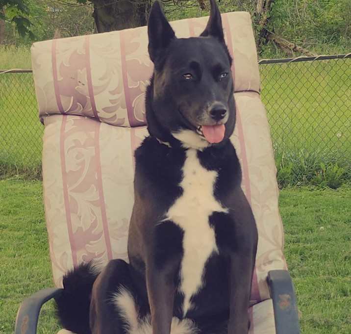 Photo of Dixie