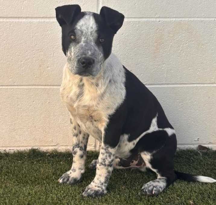 Photo of Buzz 0651