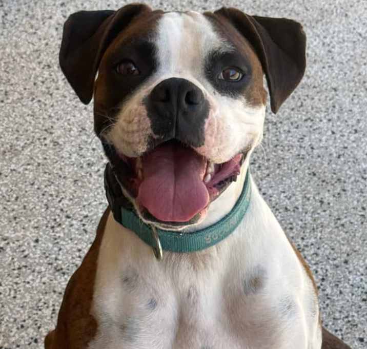 Photo of Scooter Pooter
