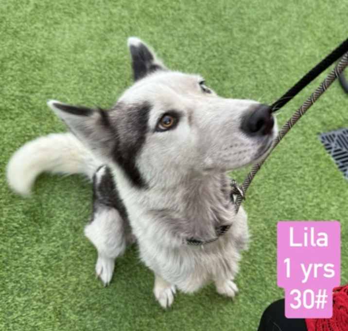 Photo of Lila