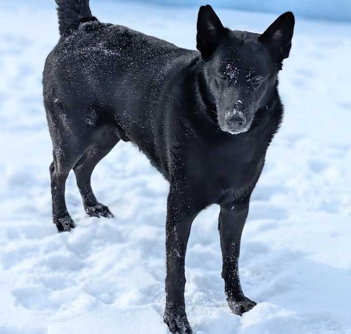 Photo of Oso