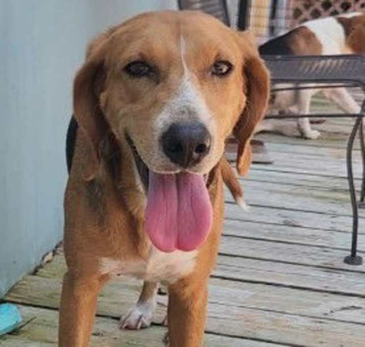Photo of Clover