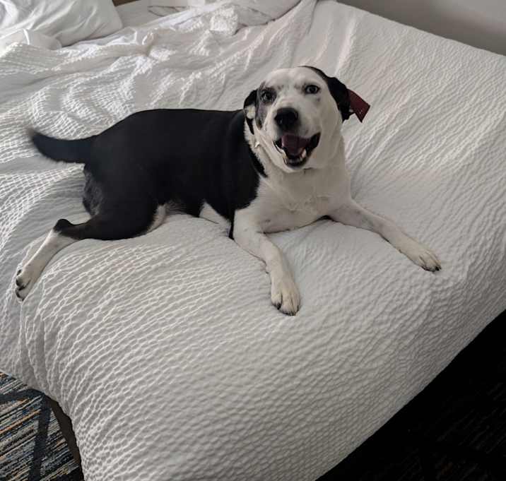 Photo of Wiggles