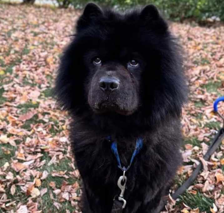 Photo of Bear-ret