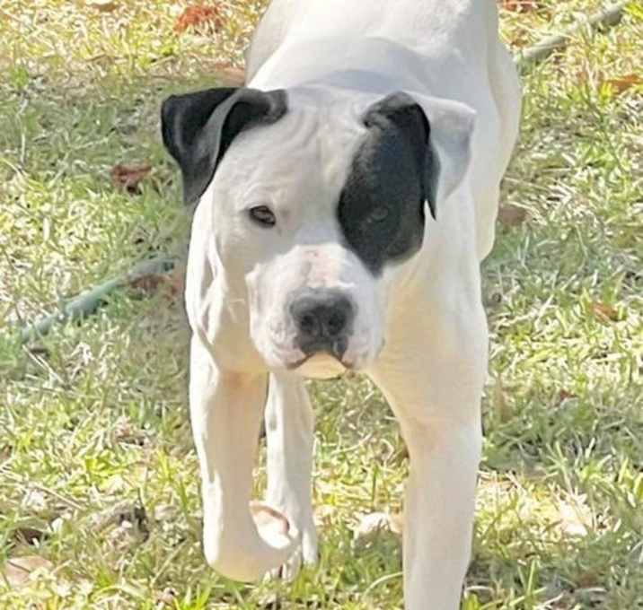 Photo of Spot