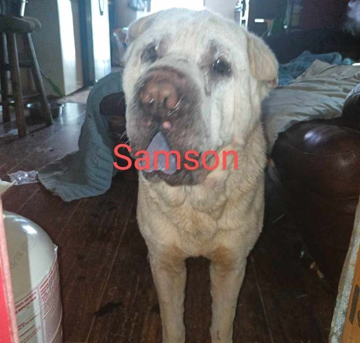 Photo of Samson
