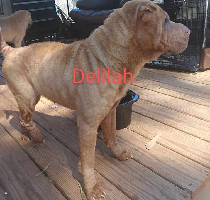 Photo of Delilah
