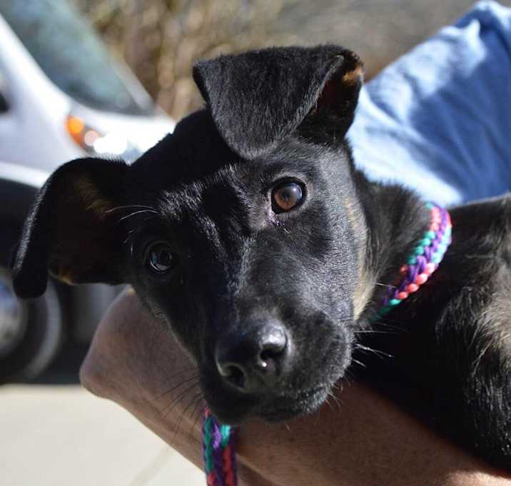 Photo of DARLA