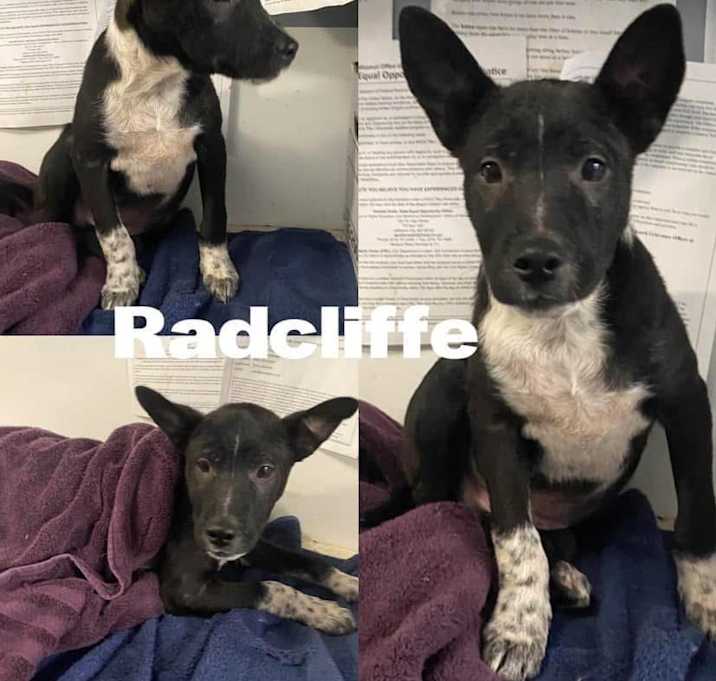 Photo of Radcliffe