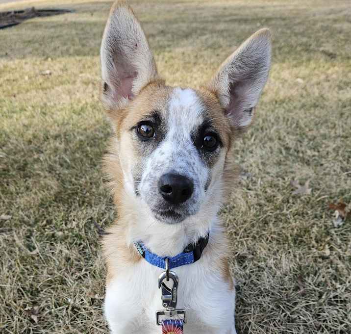 Photo of Tinsel