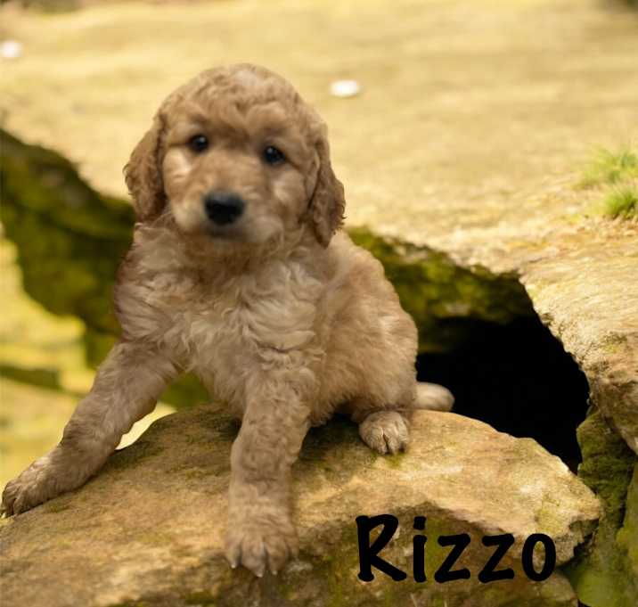 Photo of Rizzo