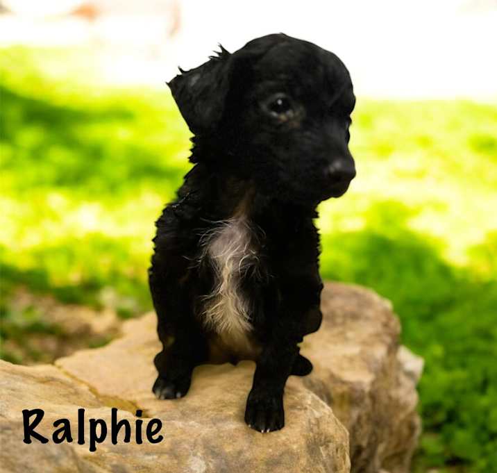 Photo of Ralphie