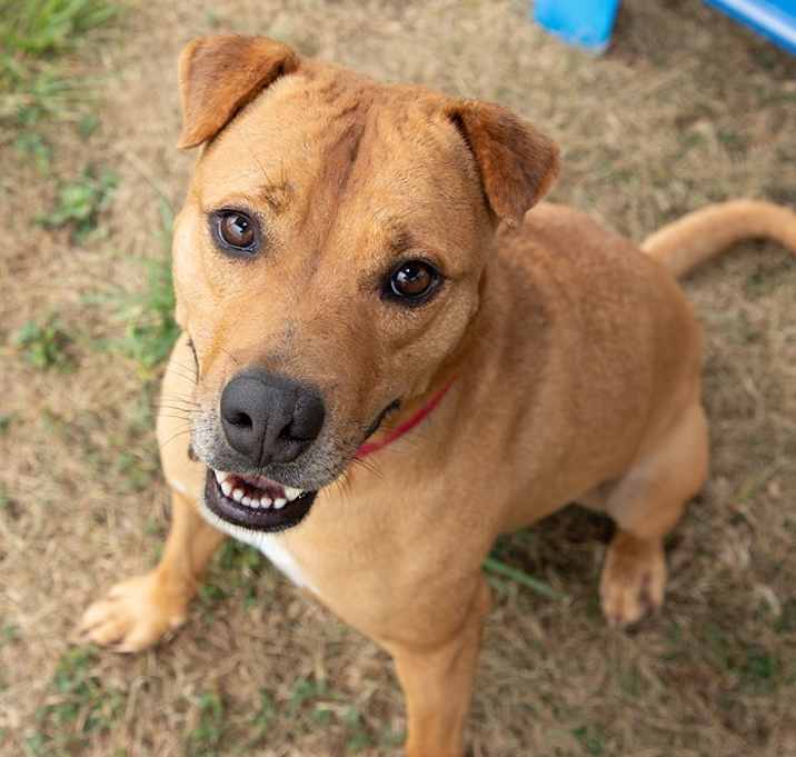 Photo of Sampson