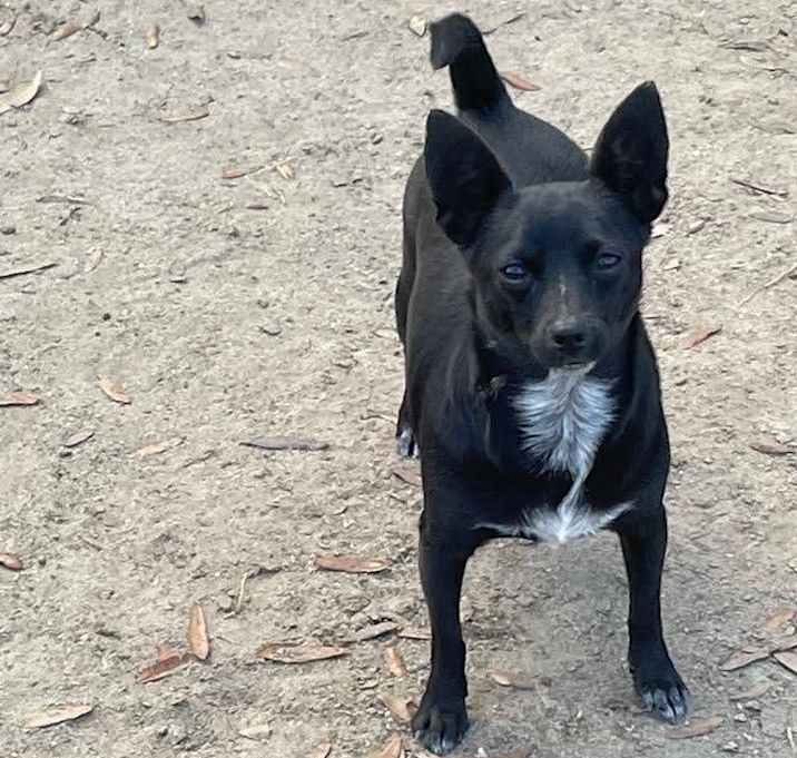 Photo of Diamond