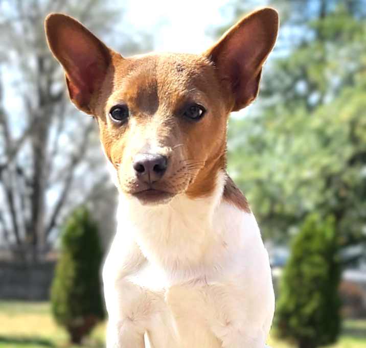 Photo of Bailey-ADOPTION PENDING