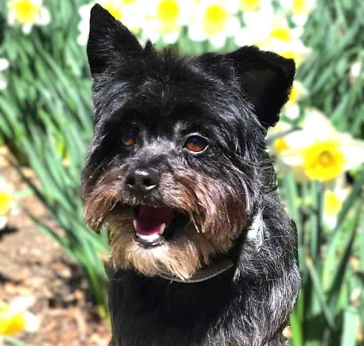 Photo of Vinnie-ADOPTION PENDING