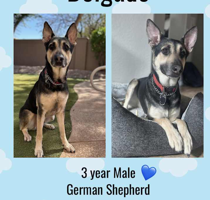 Photo of DELGADO  – 3 YR GERMAN SHEPHER