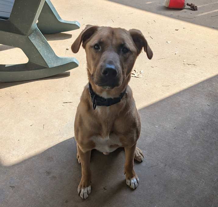 Photo of Brody