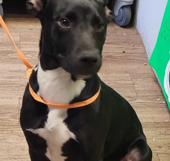 Photo of Rico